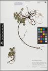 Foto von Salix herbacea L. x Salix polaris Wahlenb.